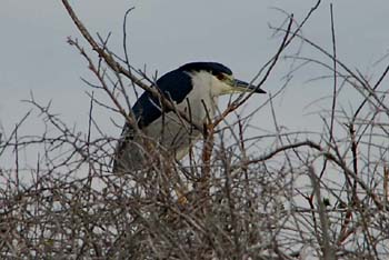 goose island29