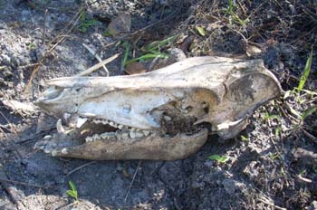 lake manatee17