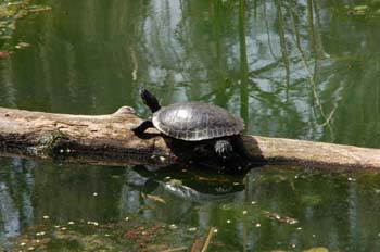 lake bruin15