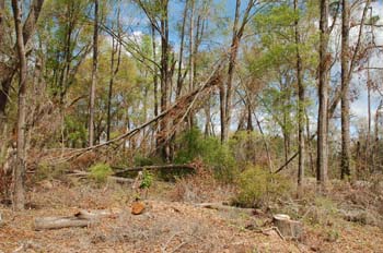 rood creek15