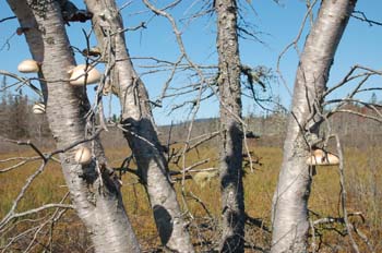 maine12-099