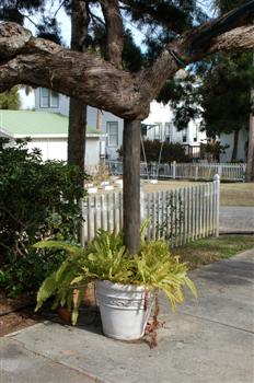 cedarkey04